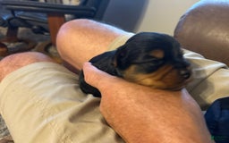 Yorkshire Terrier dogs for sale: Baby Blue - Image 2