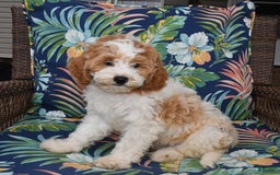 Forever dogs for sale: Lily - Image 2