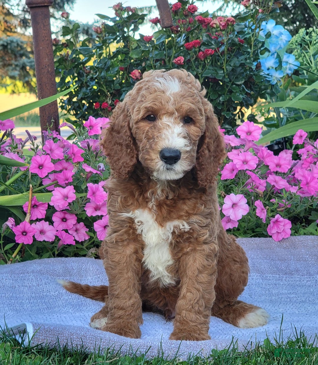 Goldendoodle dogs for sale: Royal - Image 7