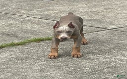 Doberman Pinscher dogs for sale: Smurf - Image 1