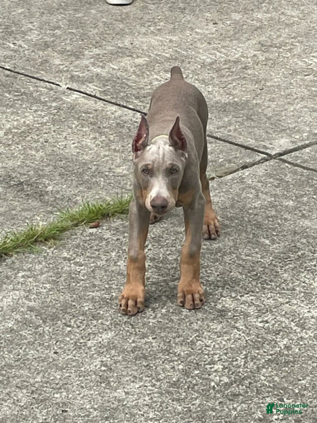 Doberman Pinscher dogs for sale: Smurf - Image 1
