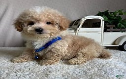 Bichpoo dogs for sale: Gabe - Image 9