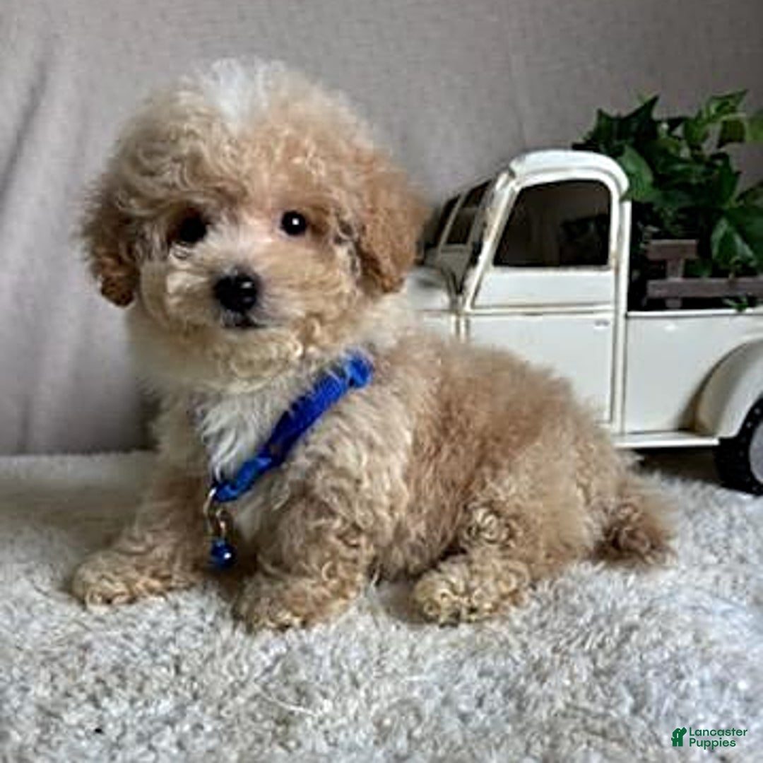 Bichpoo dogs for sale: Gabe - Image 9