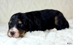 Aussiedoodle dogs for sale: Btf1 - Listing for pets: Btf1, Btf1 - Image 6