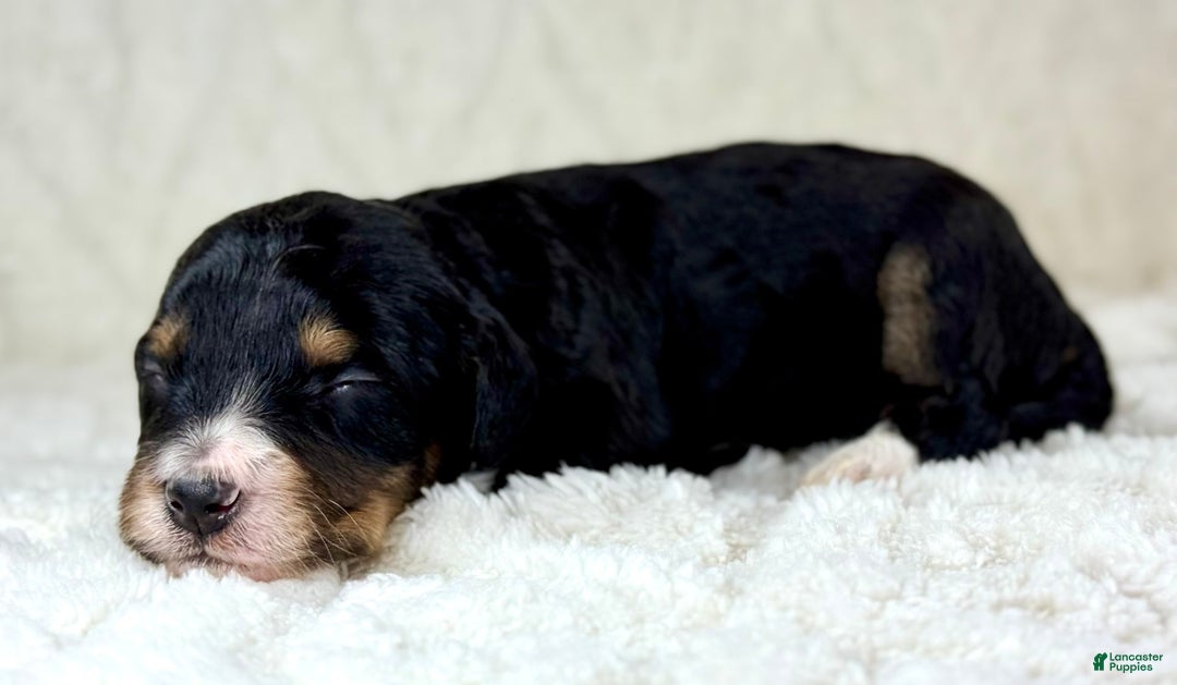 Aussiedoodle dogs for sale: Btf1 - Listing for pets: Btf1, Btf1 - Image 6