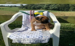 Boxer dogs for sale: Bo - Image 6