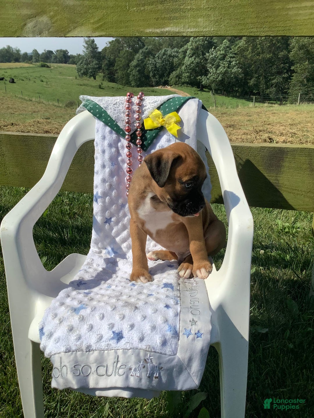 Boxer dogs for sale: Bo - Image 6
