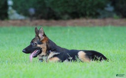 German Shepherd dogs for sale: Hazel - Image 10