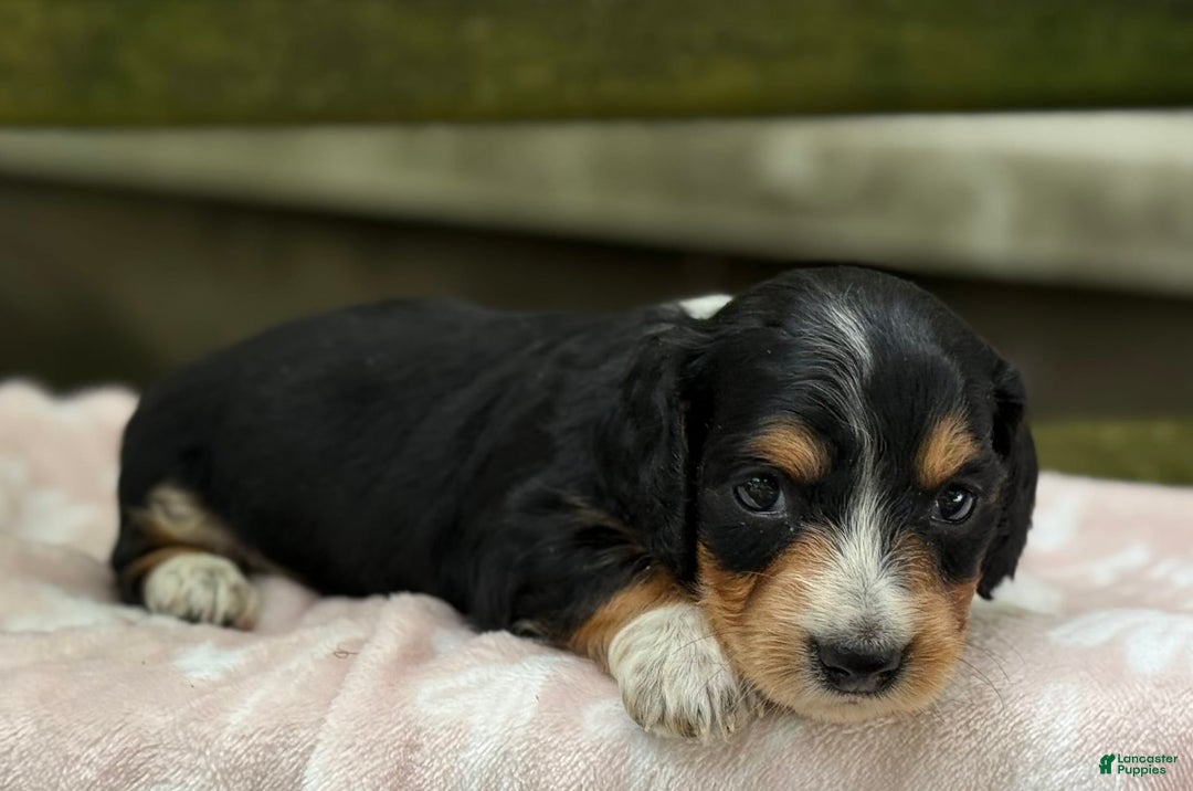Miniature Dachshund dogs for sale: Diamond - Image 6