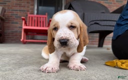Basset Hound dogs for sale: Daisy - Image 10
