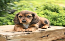 Dachshund dogs for sale: Allie - Image 5