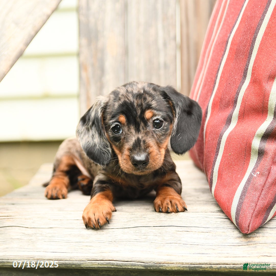 Miniature Dachshund dogs for sale: Darlene - Image 5