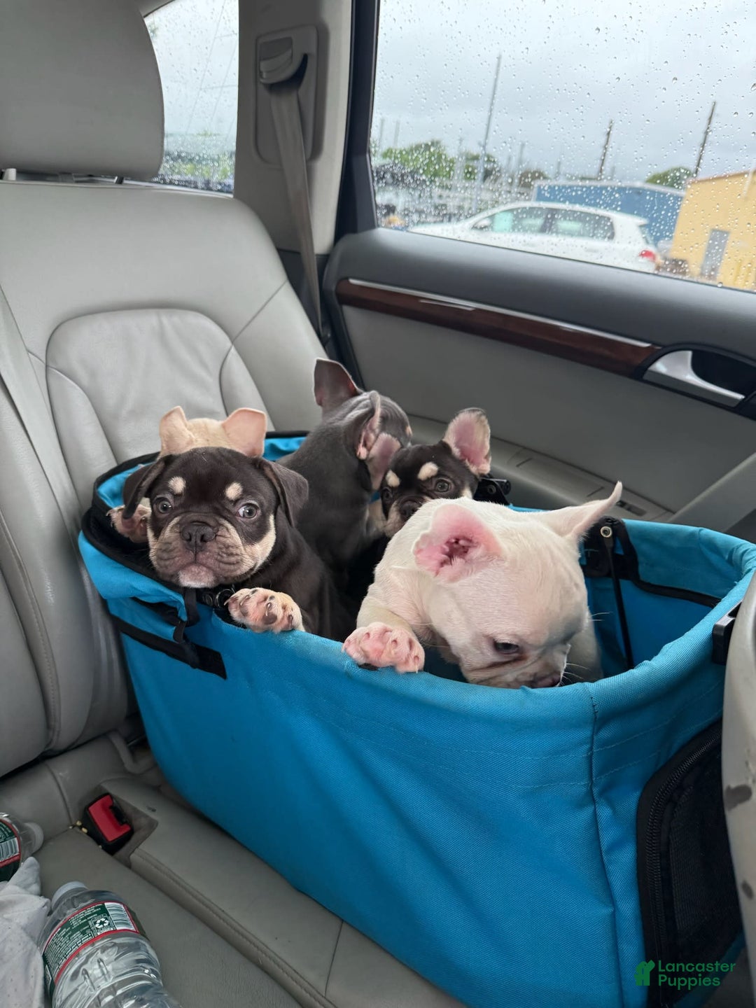 French Bulldog dogs for sale: Rhea - Image 7