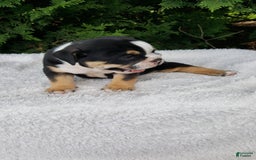 English Bulldog dogs for sale: Sage - Image 3