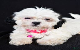 Shih Tzu dogs for sale: Tammy - Image 1
