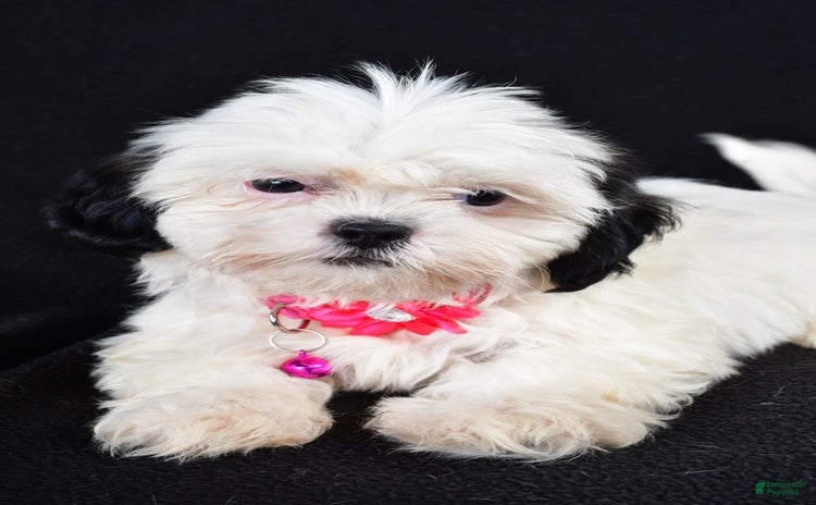 Shih Tzu dogs for sale - Ad 1
