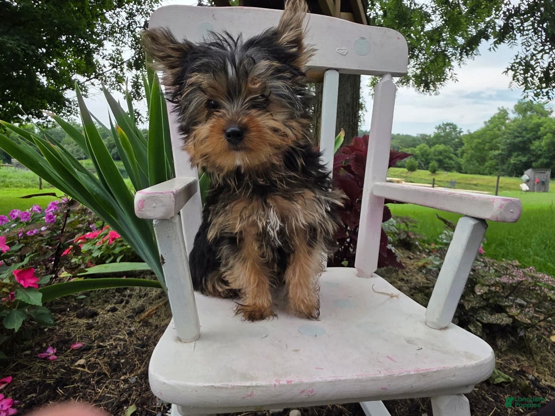 Yorkshire Terrier dogs for sale: Justin - Image 2