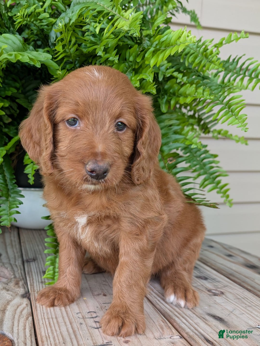 Goldendoodle dogs for sale: Ellie - Image 9