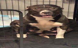 American Bully dogs for sale: Bear - Image 4