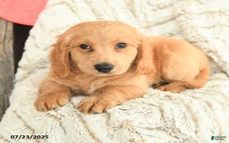 Mini Goldendoodle dogs for sale: Mac - Image 4