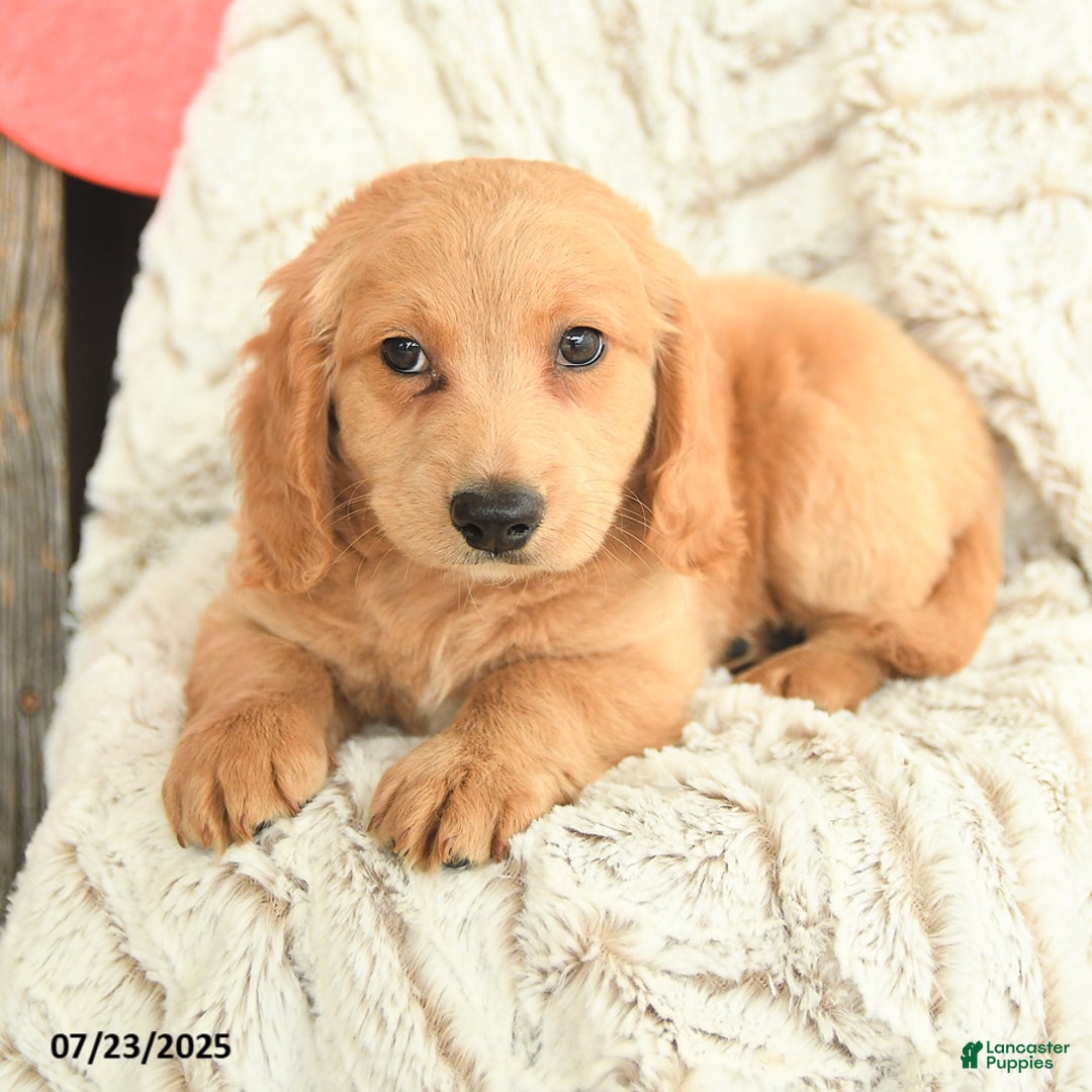 Mini Goldendoodle dogs for sale: Mac - Image 4