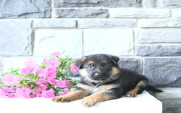 German Shepherd dogs for sale: Zane - Image 1