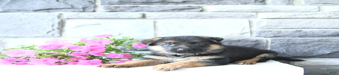 Zane