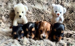 Yorkshire Terrier dogs for sale: Fifa - Image 1
