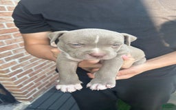 American Pit Bull Terrier dogs for sale: Rex - Image 1