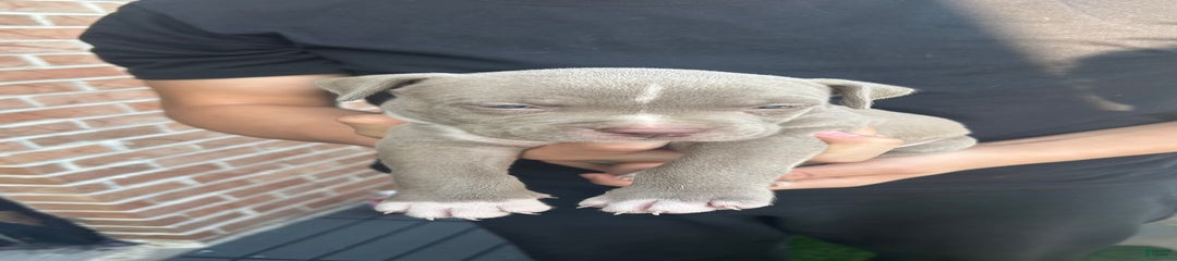 Rex