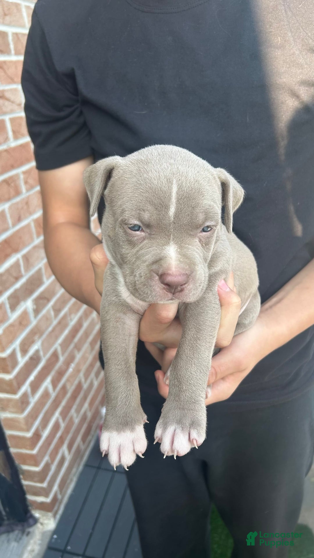 American Pit Bull Terrier dogs for sale: Rex - Image 1