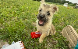 Cairn Terrier dogs for sale: Jay - Image 7