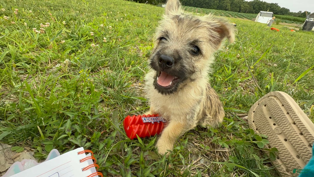 Cairn Terrier dogs for sale: Jay - Image 7