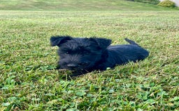 Scottish Terrier dogs for sale: Bernie - Image 10