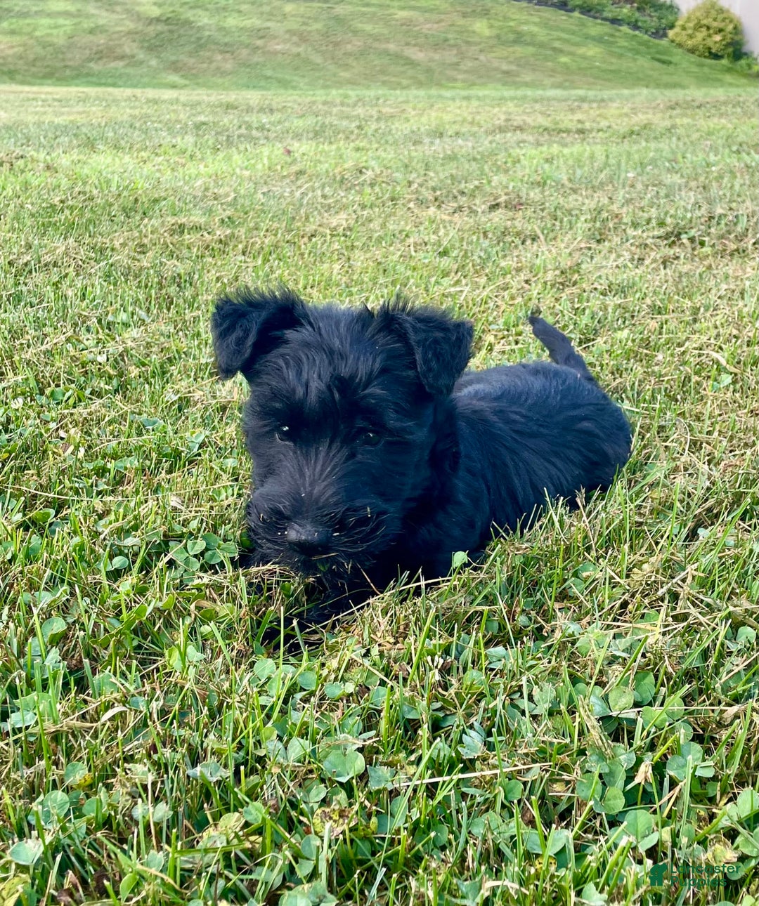 Scottish Terrier dogs for sale: Bernie - Image 10