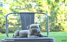 Cane Corso dogs for sale: Sapphire - Image 3