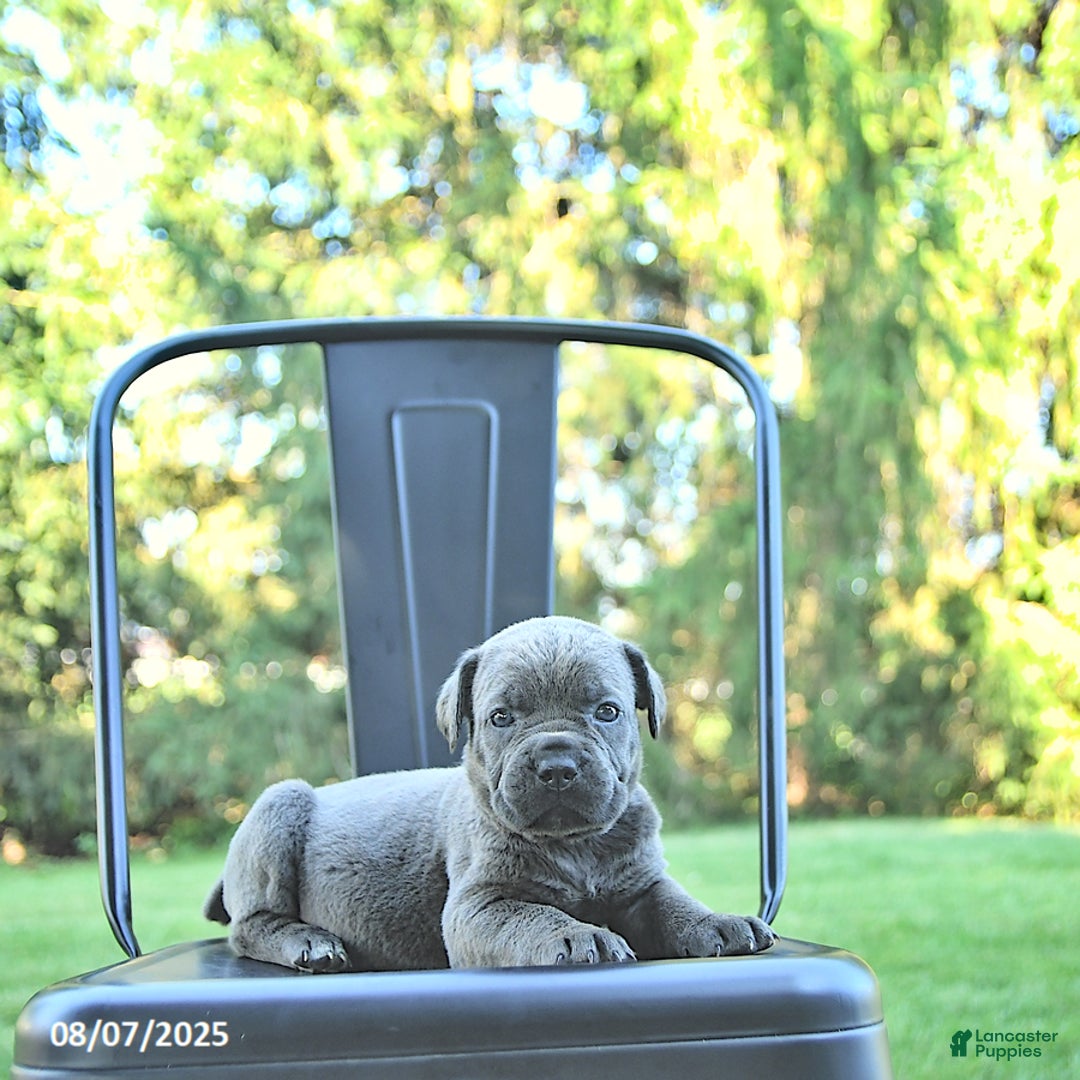 Cane Corso dogs for sale: Sapphire - Image 3