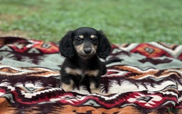 Miniature Dachshund dogs for sale: Smokey - Image 1