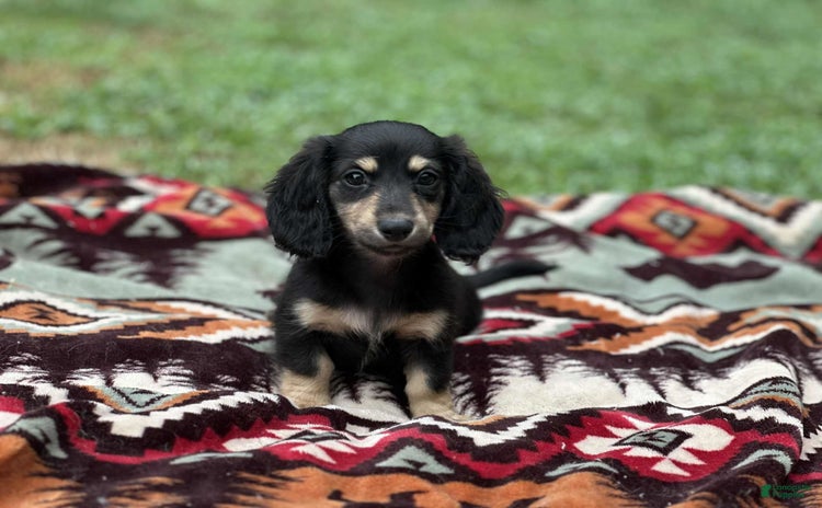 Miniature Dachshund dogs for sale - Ad 1