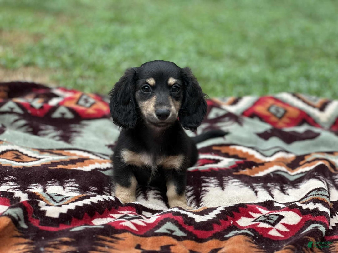 Miniature Dachshund dogs for sale: Smokey - Image 1