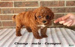 Cavapoo dogs for sale: Champ - Image 2