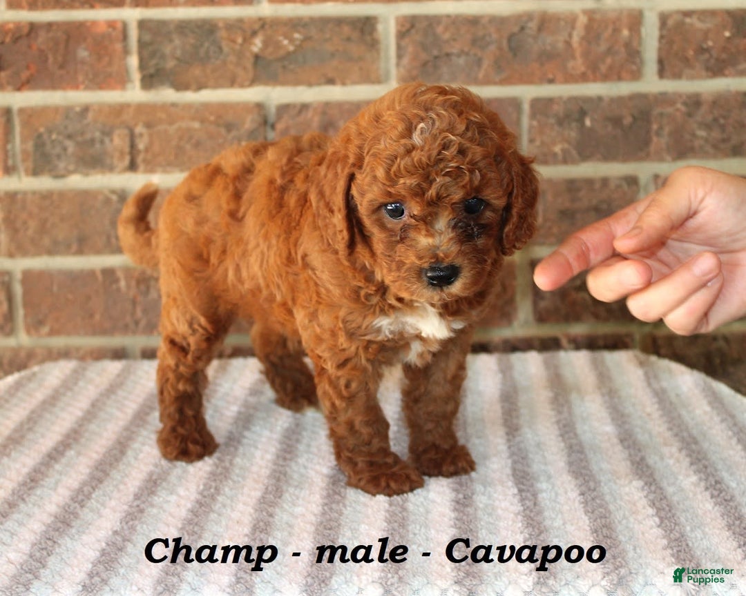 Cavapoo dogs for sale: Champ - Image 2