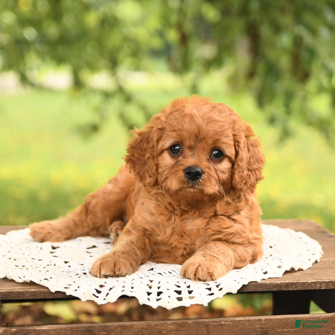 Cavapoo dogs for sale: Bandit - Image 5