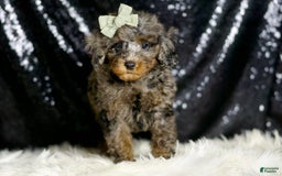 Miniature Poodle dogs for sale: Ziggy - Image 7