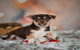 Chihuahua dogs for sale: Ollie - Image 9