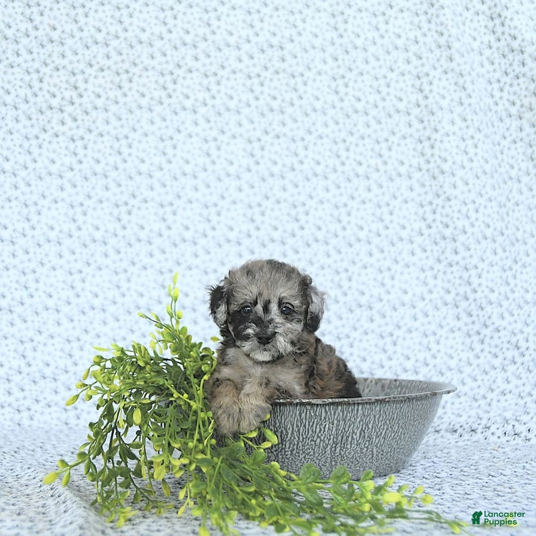 Mini Goldendoodle dogs for sale: Khloe - Image 14