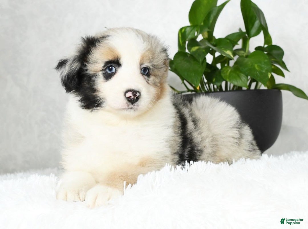 Australian Shepherd dogs for sale: Barley - Image 1