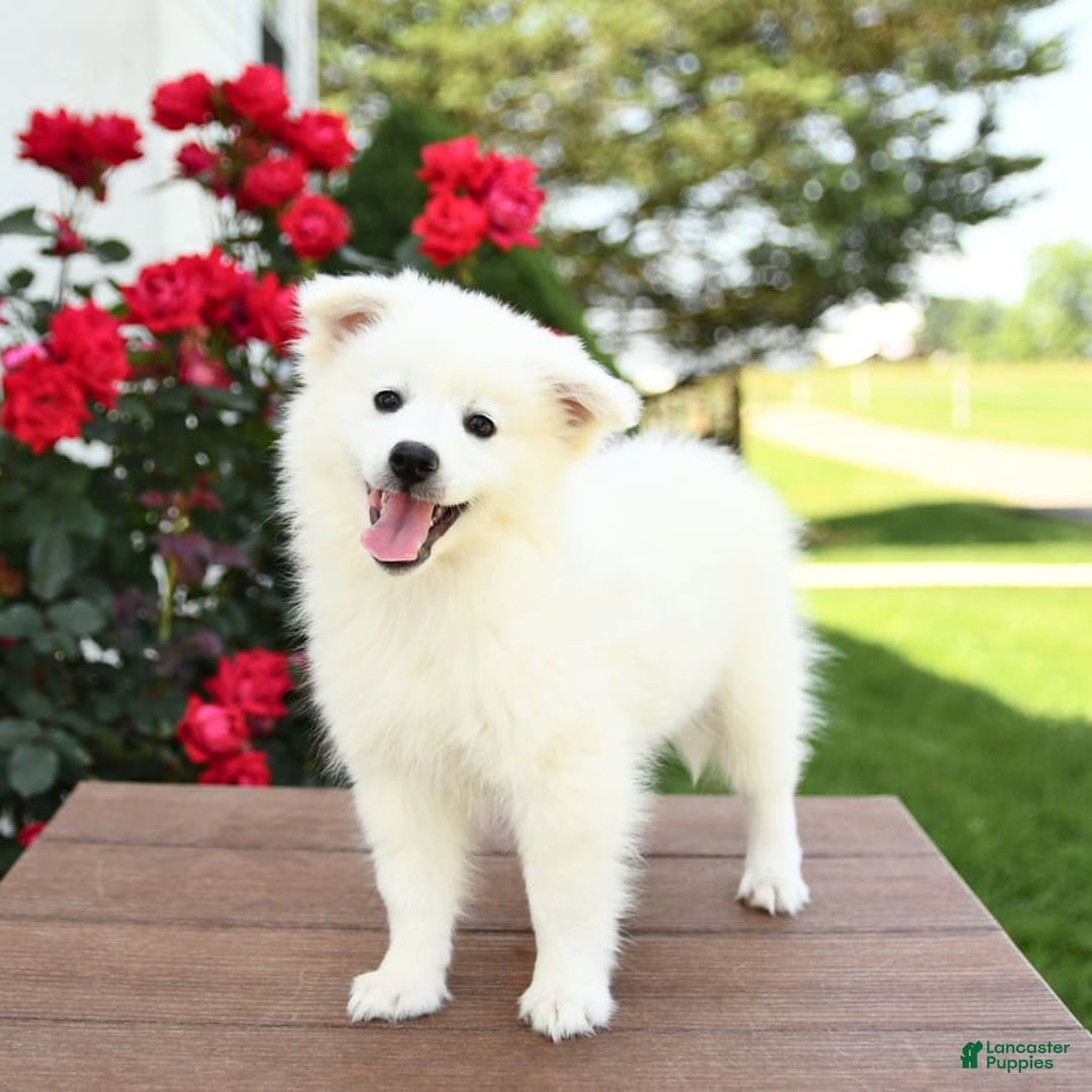American Eskimo dogs for sale: Marco - Image 8