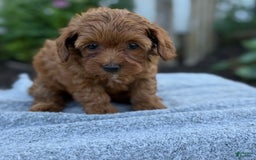 Toy Poodle dogs for sale: Jinger - Image 9
