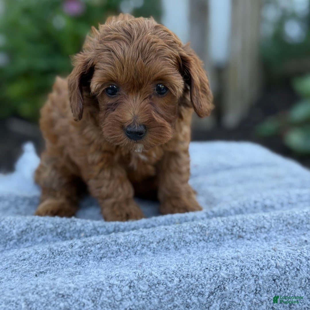 Toy Poodle dogs for sale: Jinger - Image 9